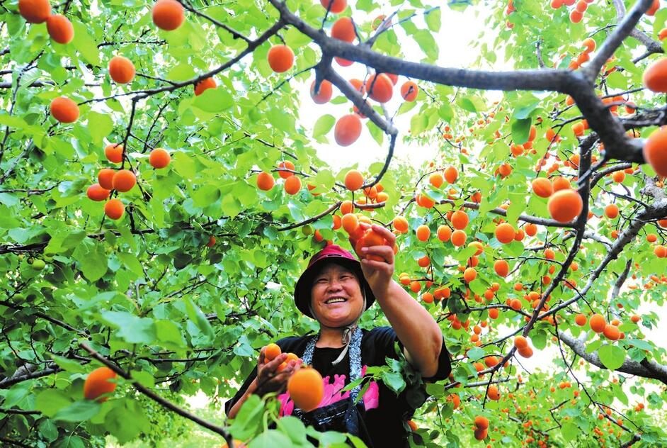 紅杏喜獲豐收